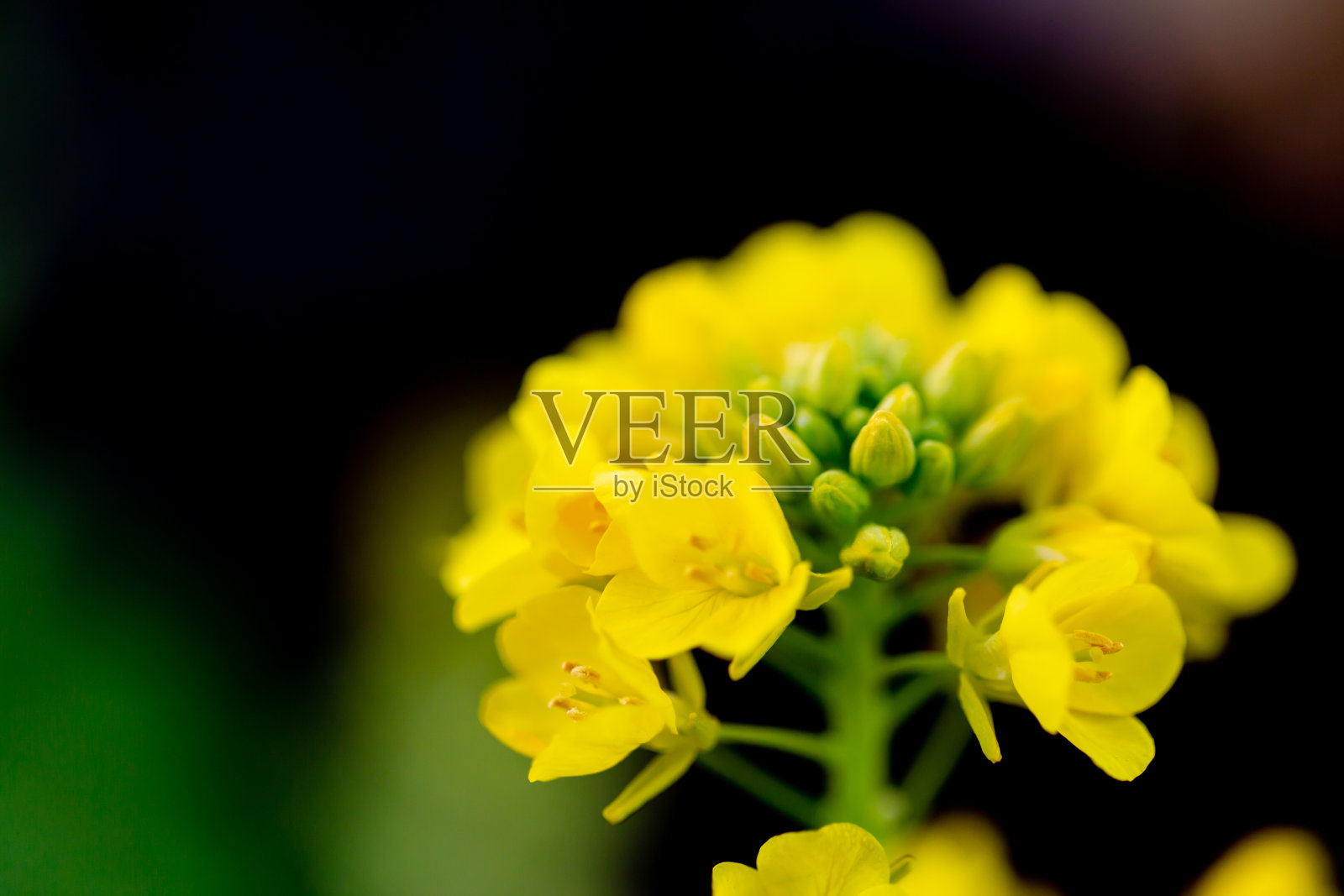 油菜花照片摄影图片