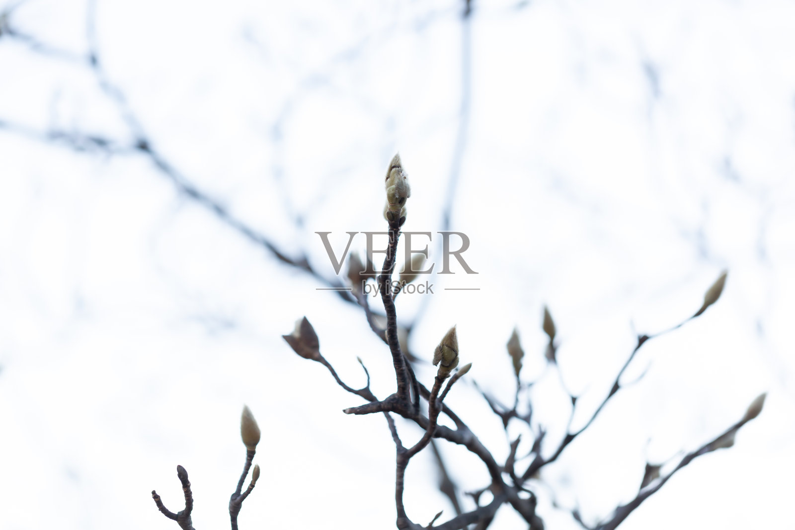 Magnolia她照片摄影图片