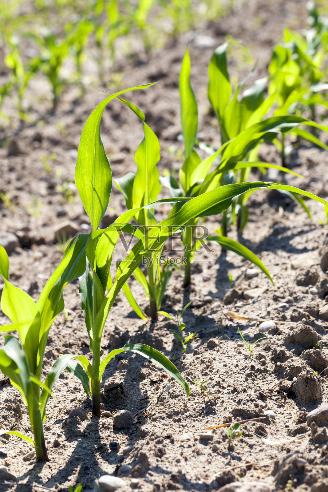 春天田里的绿色玉米幼苗照片摄影图片