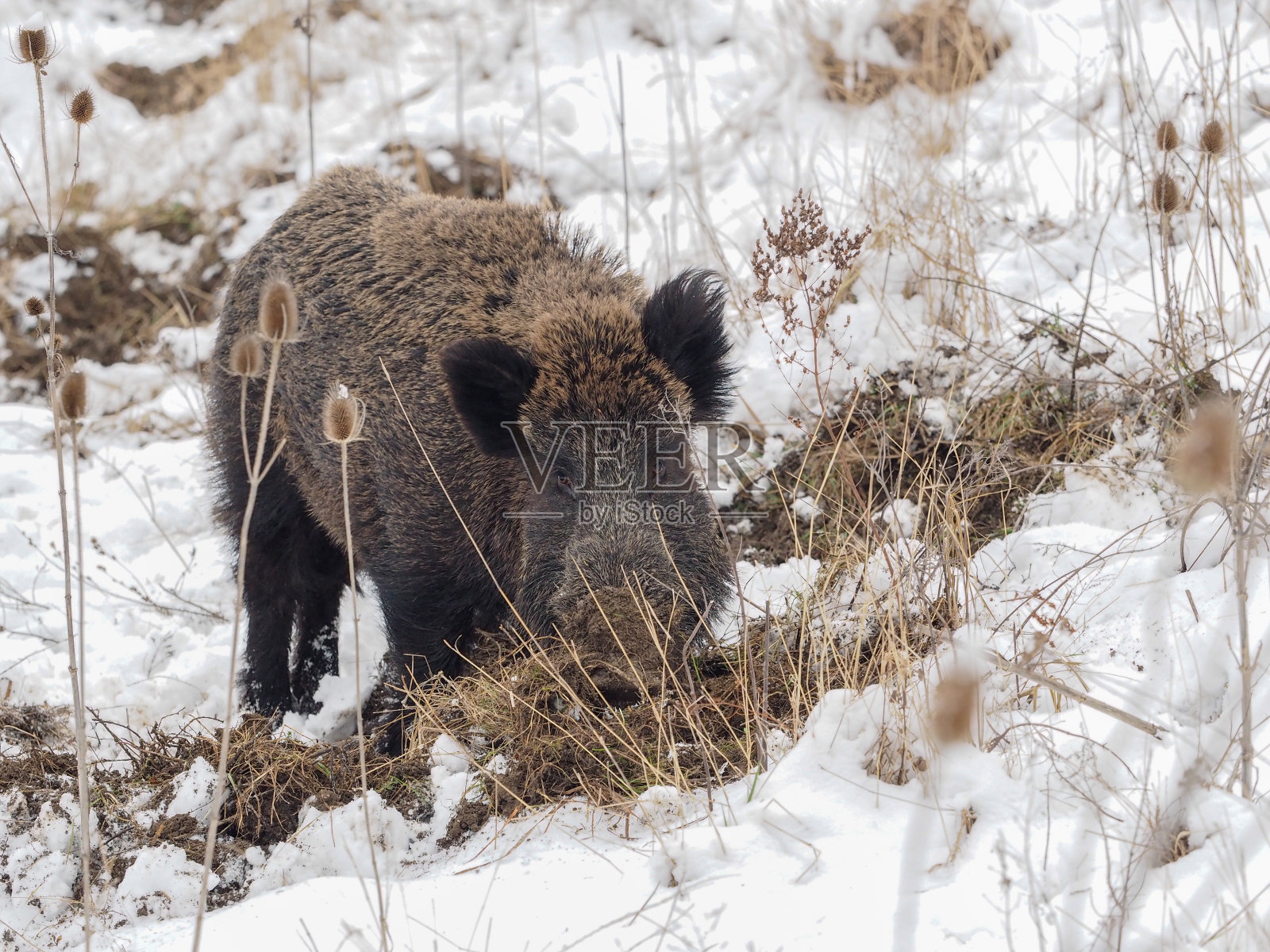 野猪照片摄影图片
