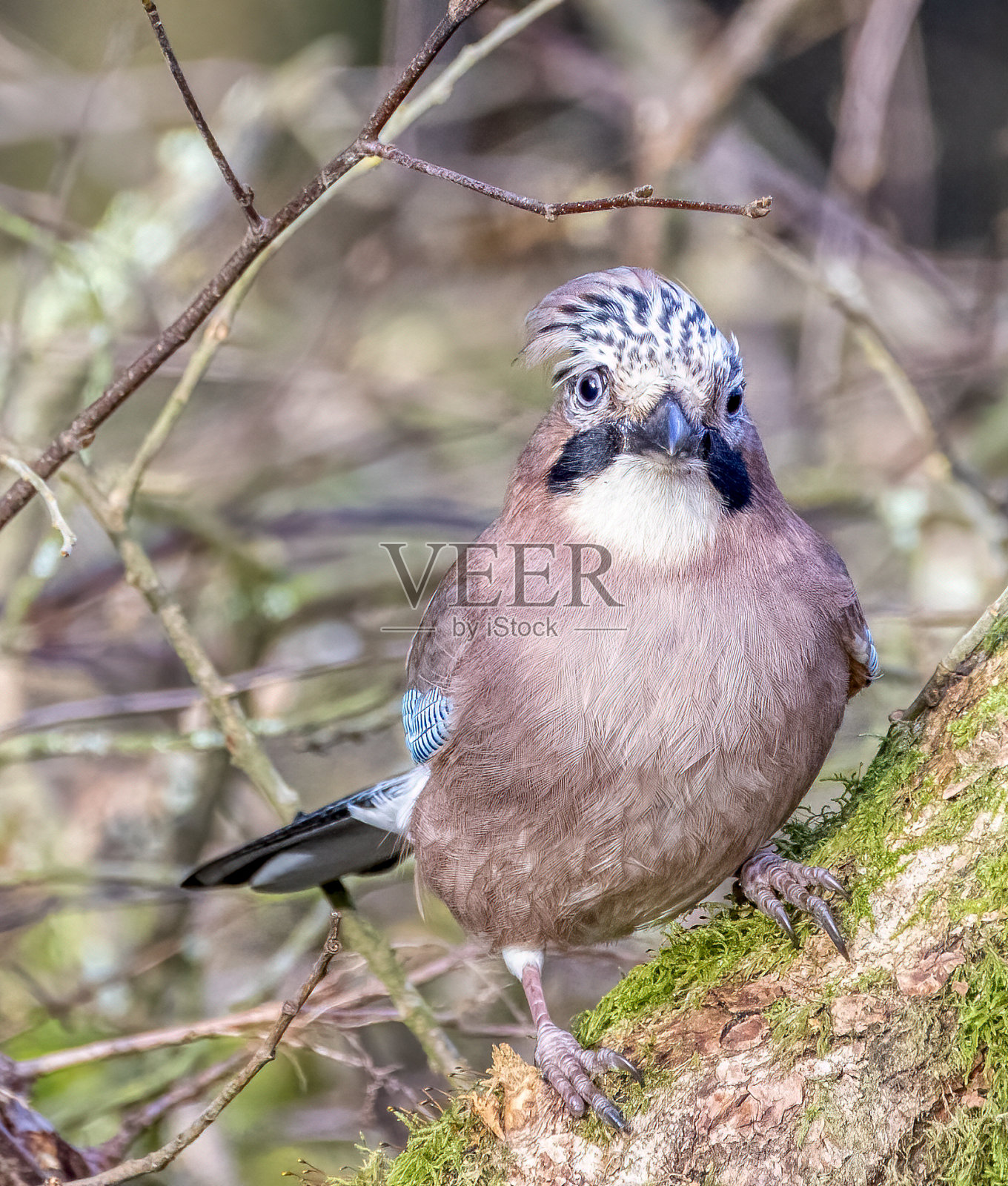 欧亚松鸦照片摄影图片