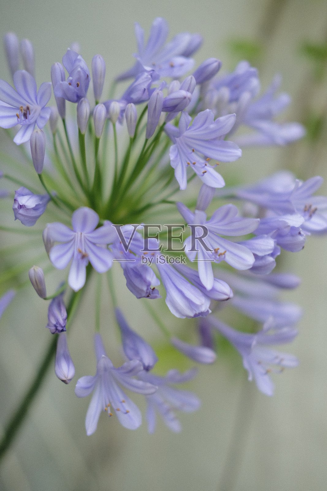 爱情花盛开照片摄影图片