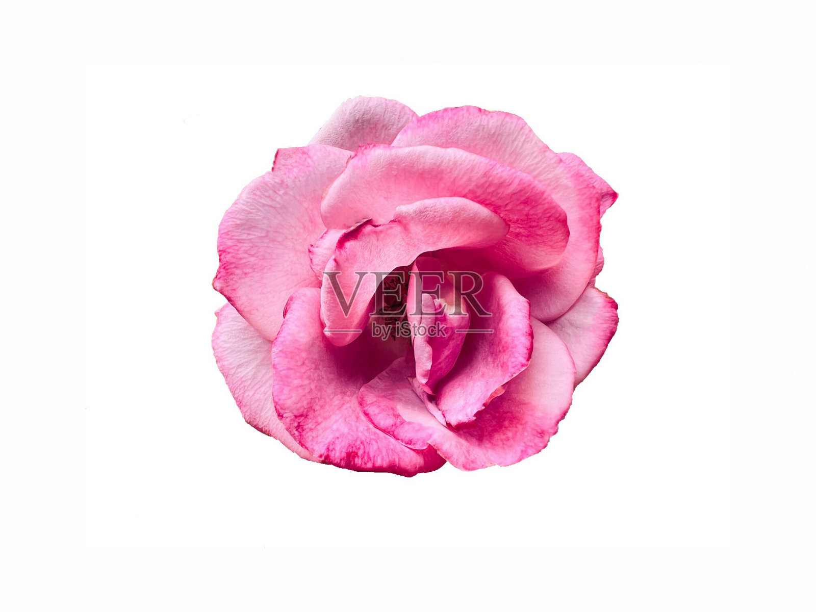 明亮柔和的红粉色玫瑰衬白底色,玫瑰底色是情人节的象征照片摄影图片