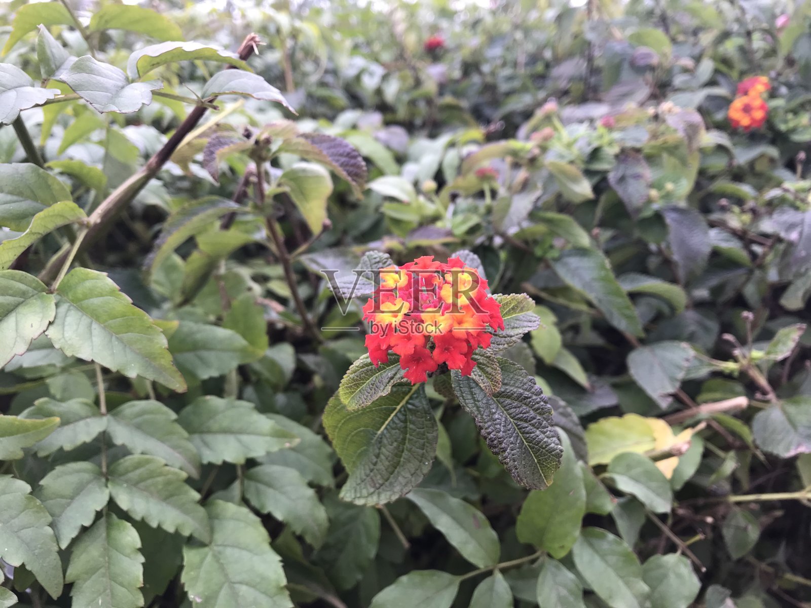 马洛卡岛。巴利阿里群岛。西班牙。照片摄影图片