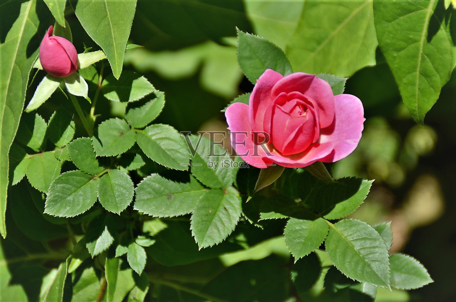 花园里盛开的玫瑰蓓蕾照片摄影图片
