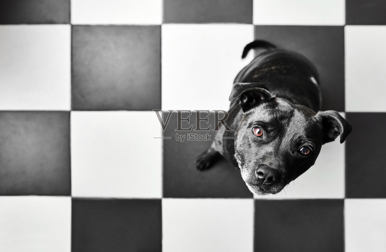 黑狗在方格图案瓷砖地板照片摄影图片