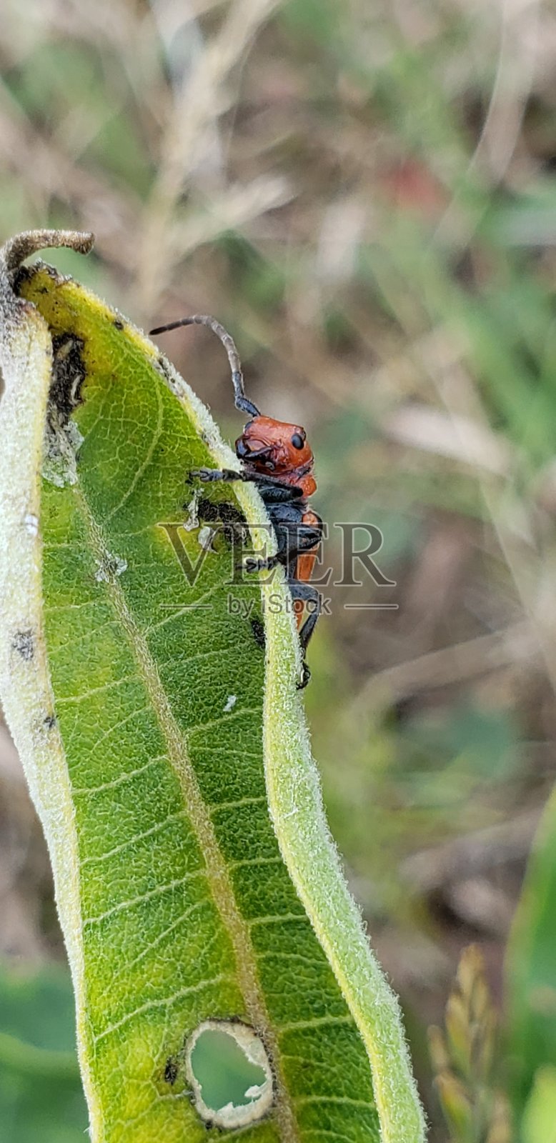 甲虫照片摄影图片