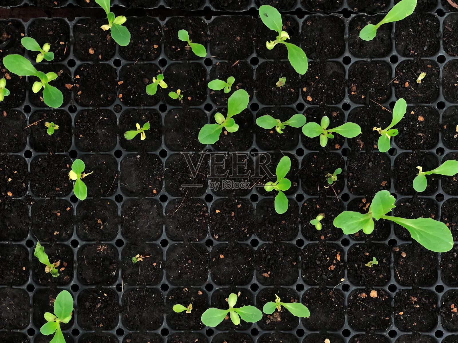 莴苣长在窗台上。有机植物growing-image照片摄影图片