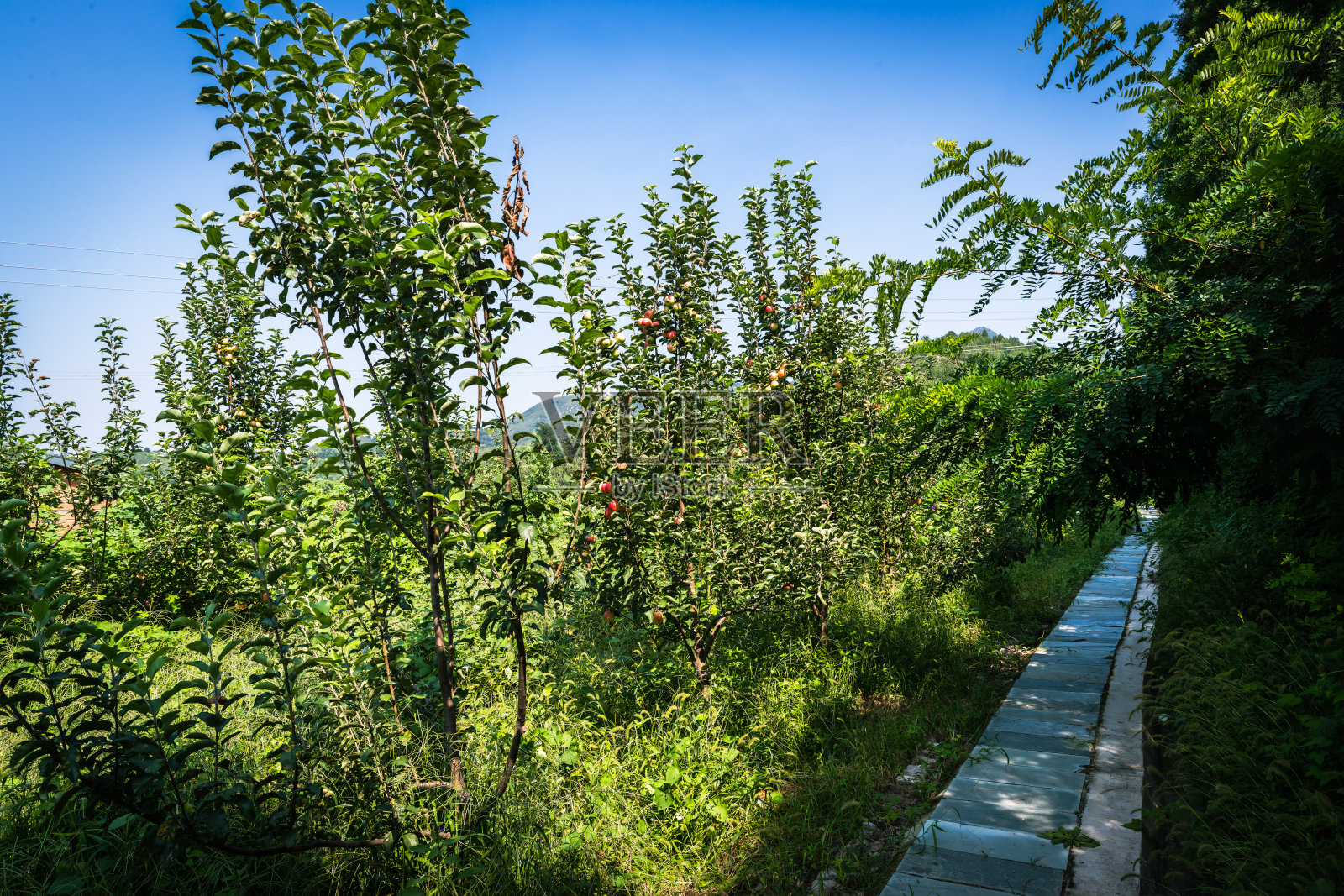 果树上的苹果照片摄影图片