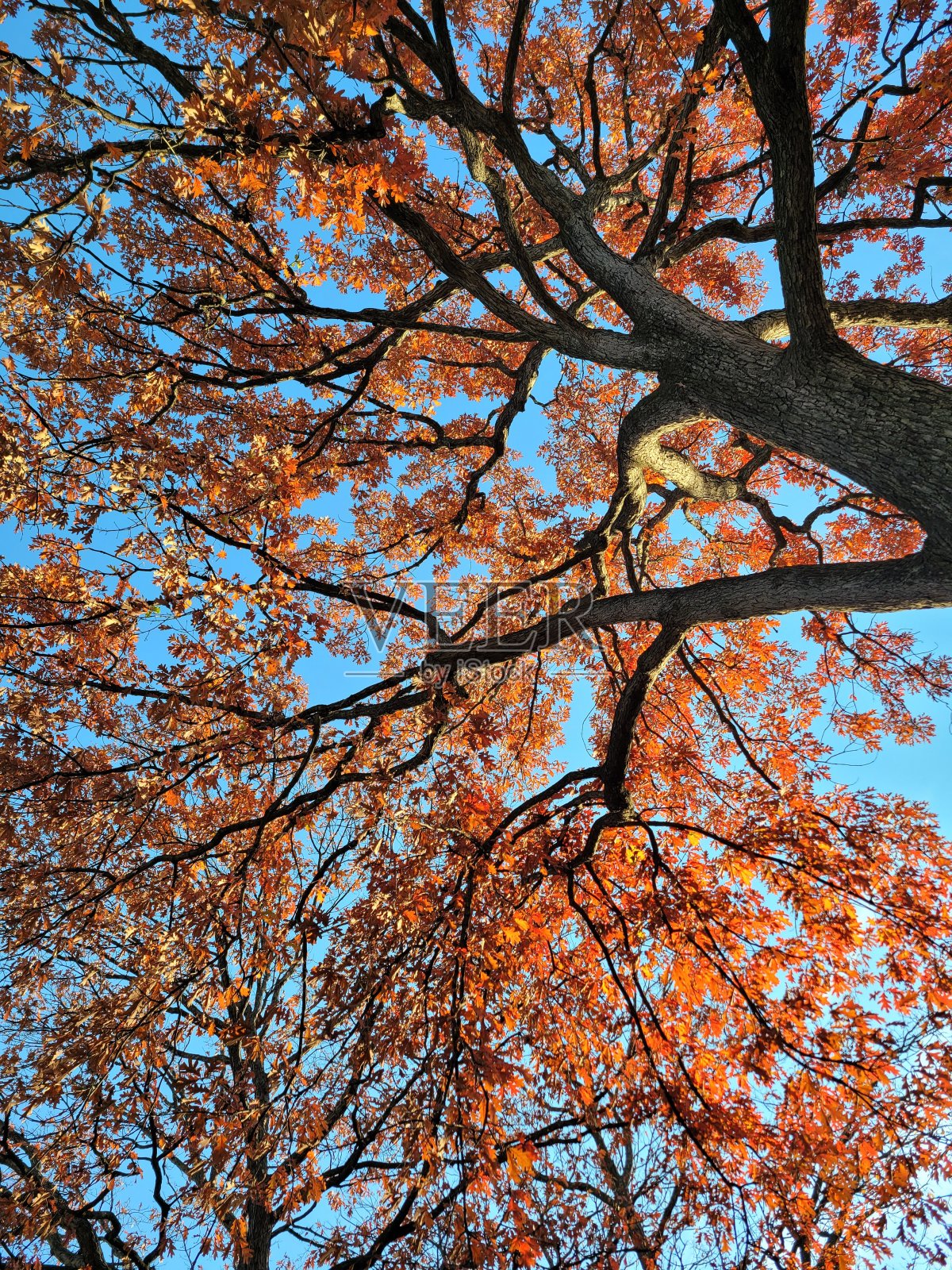 望向天空,看红黄相间的树梢照片摄影图片