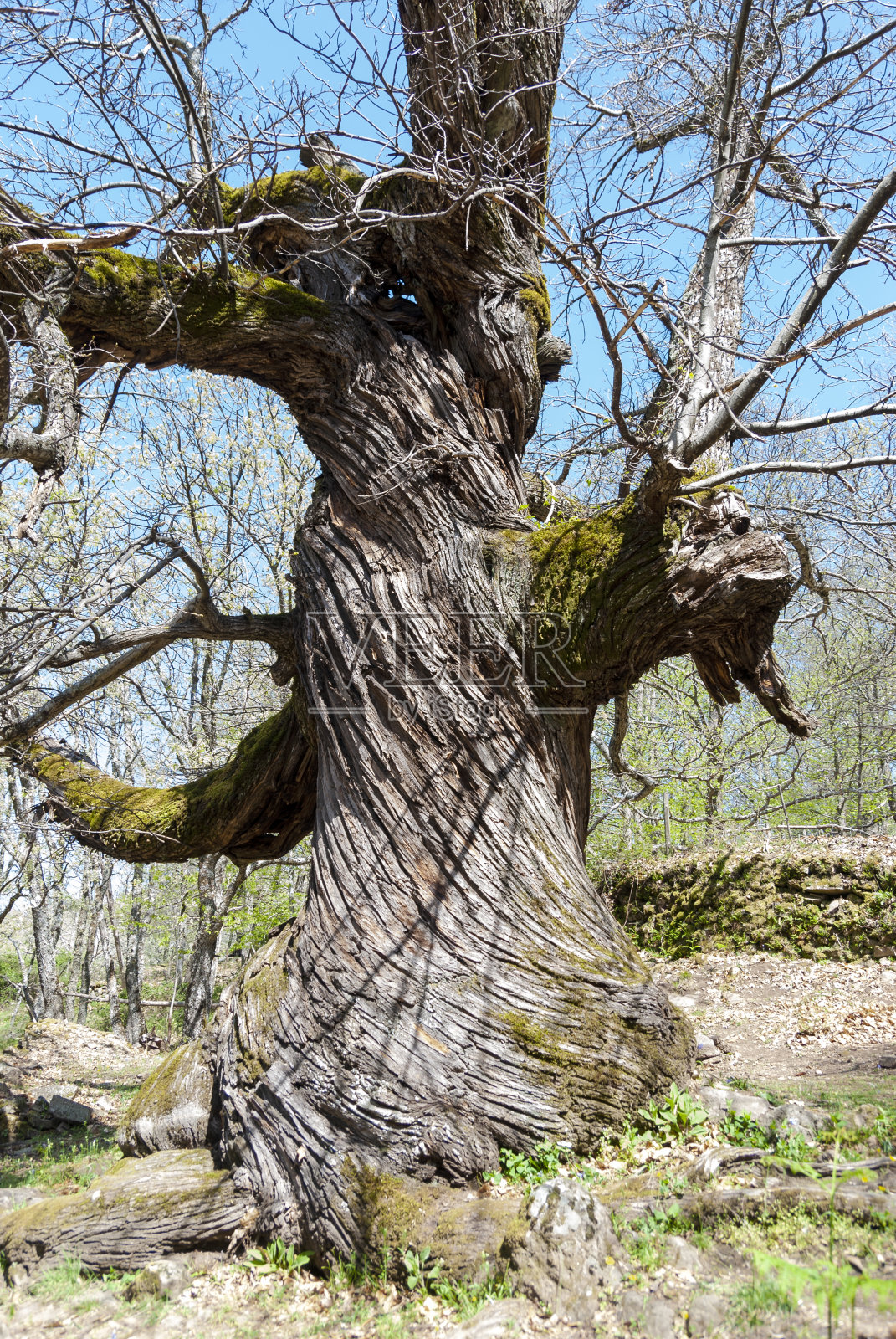 在埃斯特雷马杜拉垂直的蓝天上,有一棵皱纹和弯曲的树干和绿色的栗子苔的百年树照片摄影图片