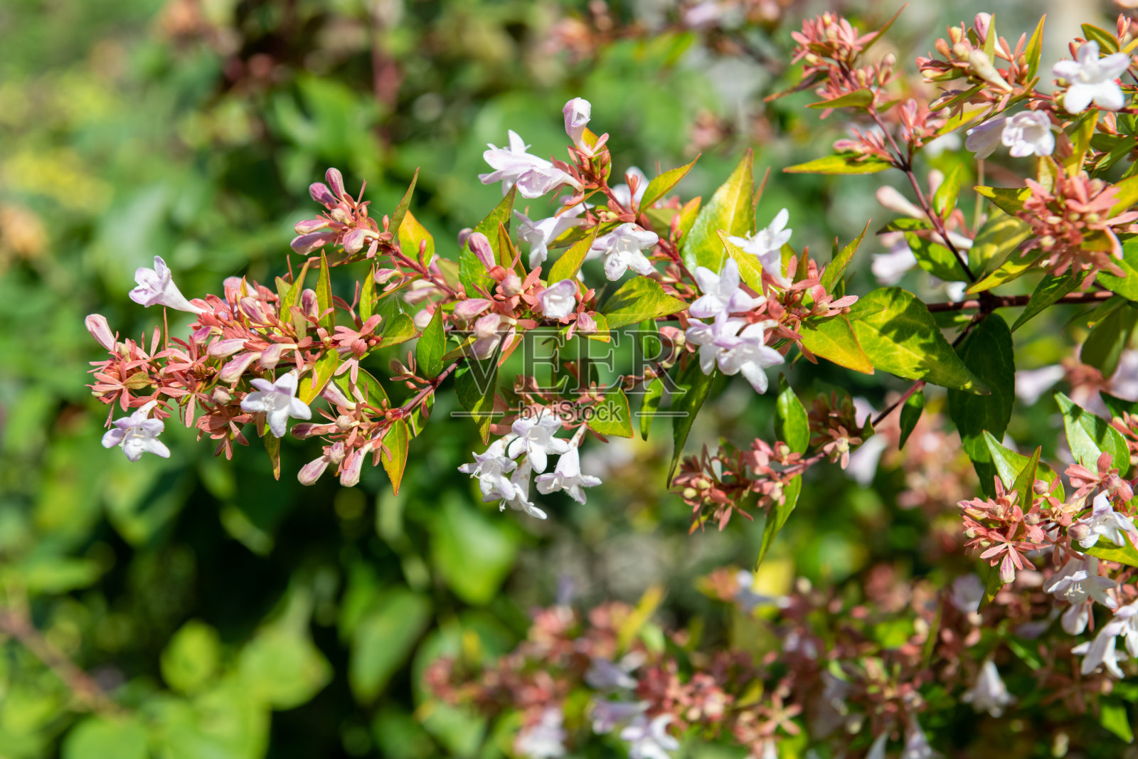 中国海葵(abelia chinensis)的花照片摄影图片