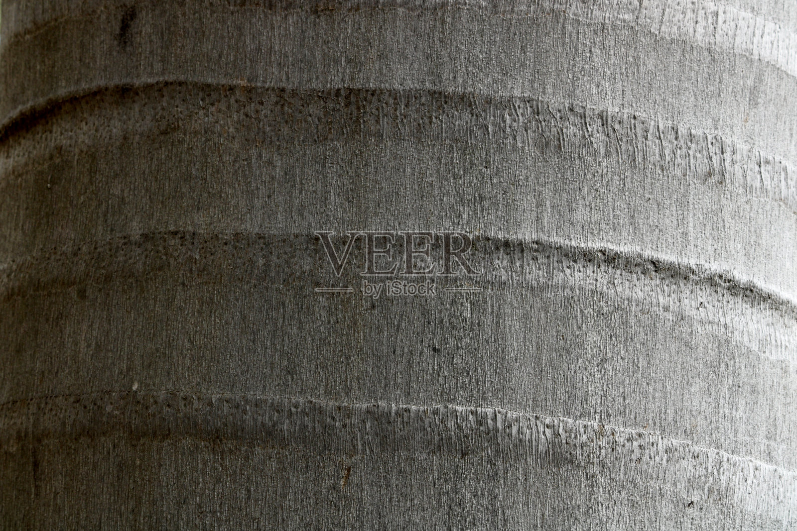 野生棕榈树茎的特写镜头。照片摄影图片