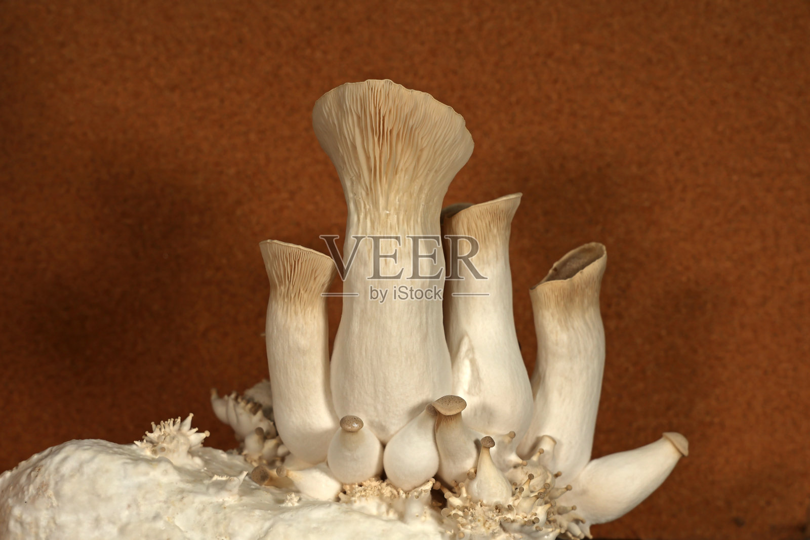 王牡蛎蘑菇。自己在家里种植蘑菇。照片摄影图片