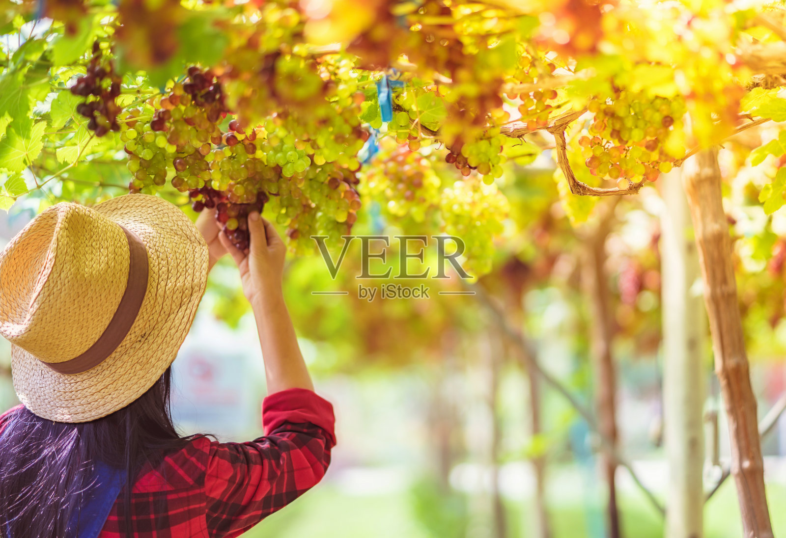 亚洲女人紫色葡萄园种植园。照片摄影图片