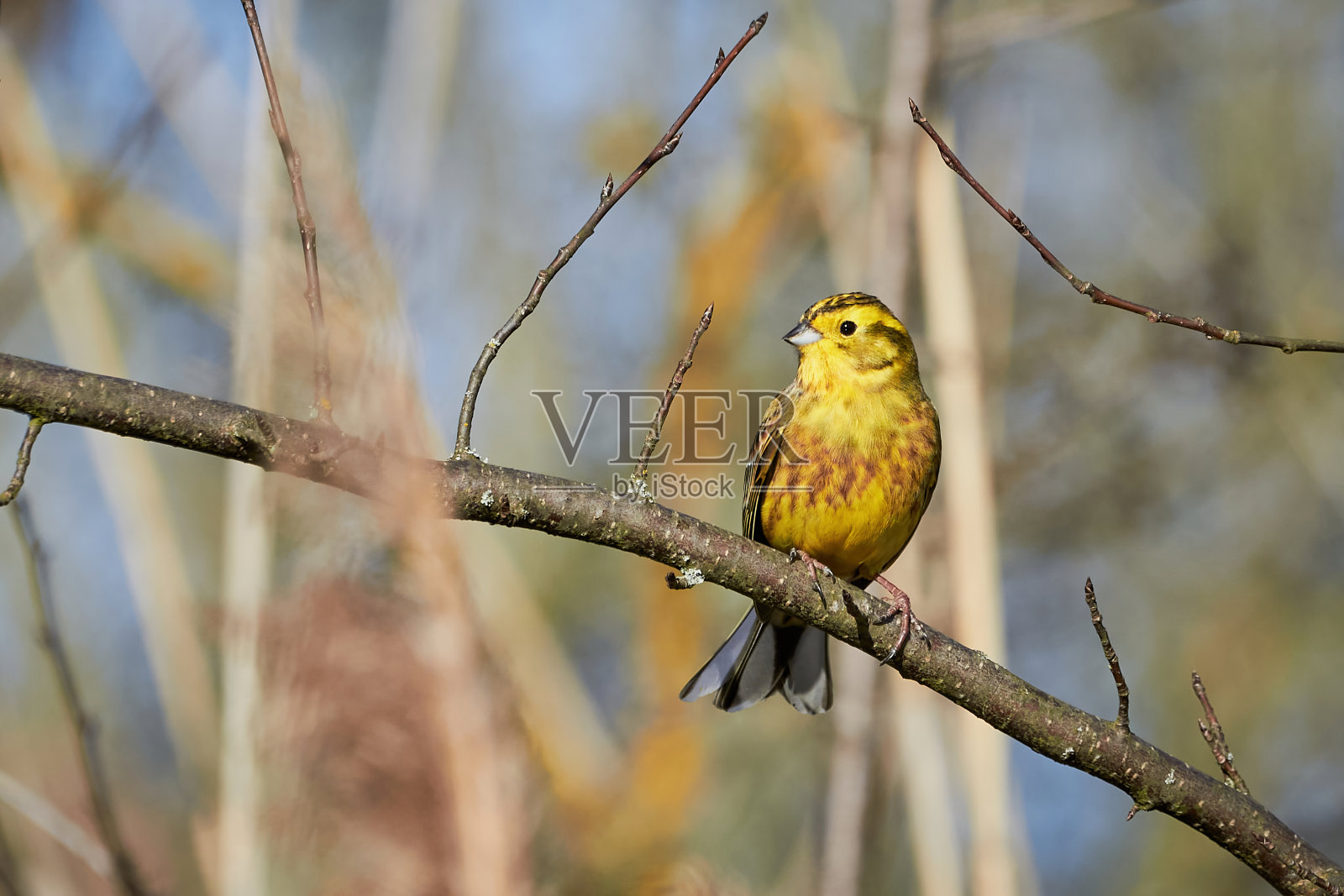 黄锤鸟(Emberiza citrinella)照片摄影图片
