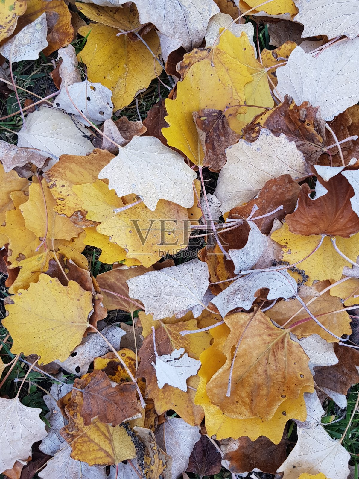 树叶是等待照片摄影图片