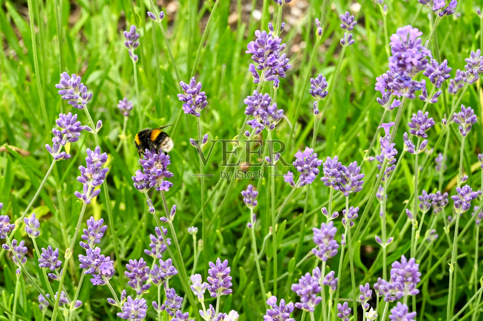 一只蜜蜂栖息在一朵紫色的小花上照片摄影图片