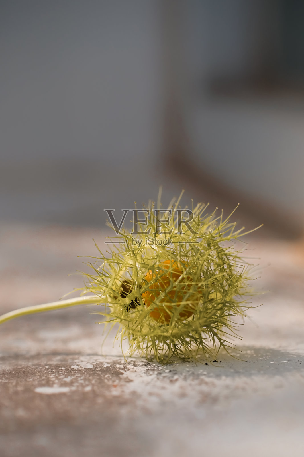 酸浆属angulata照片摄影图片