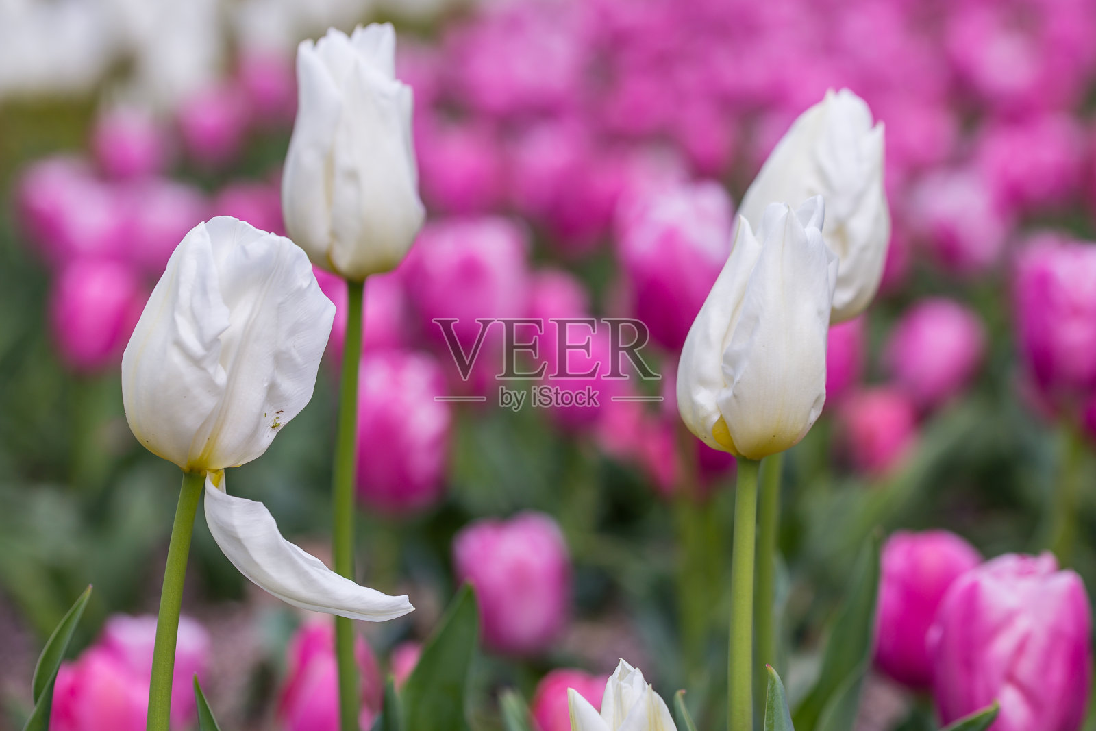 在马德里的一个花园中种植的各种颜色的郁金香花照片摄影图片