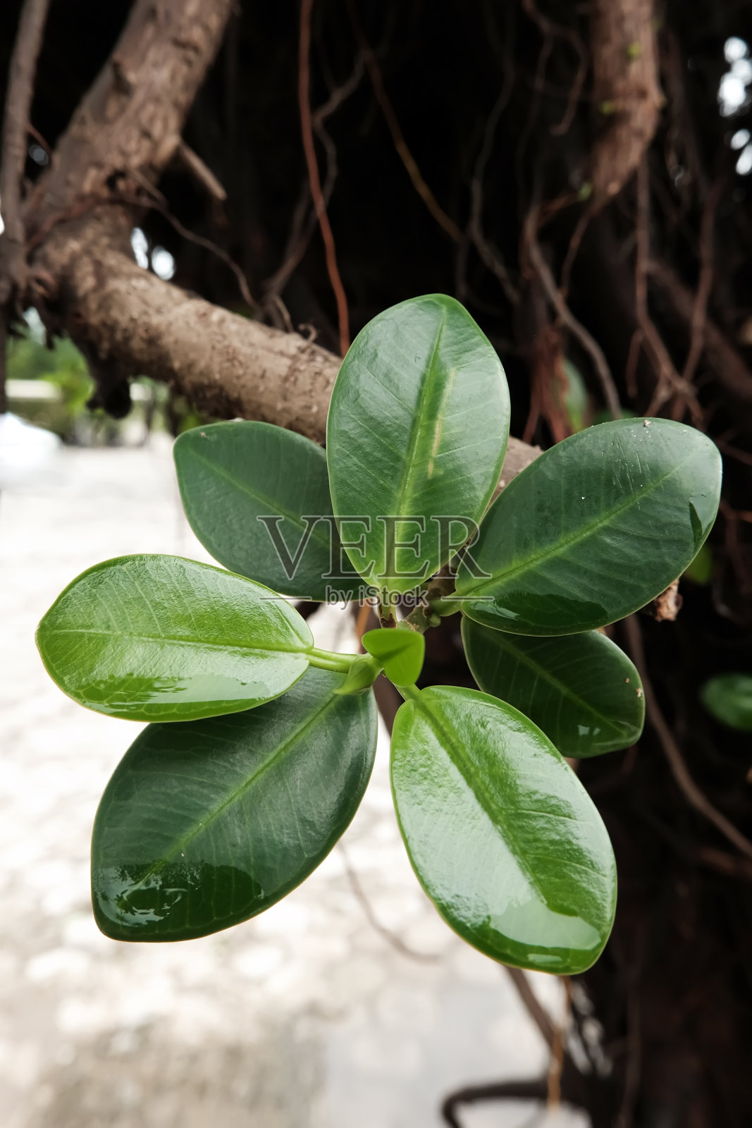 新梢生长照片摄影图片