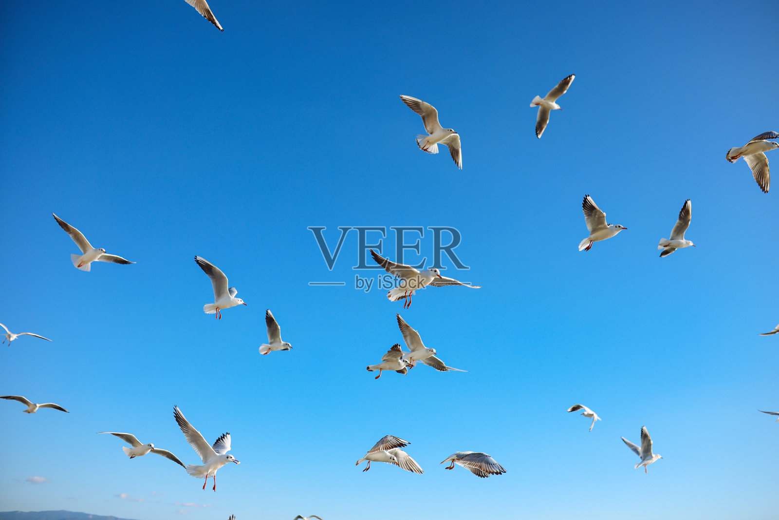 海鸥照片摄影图片