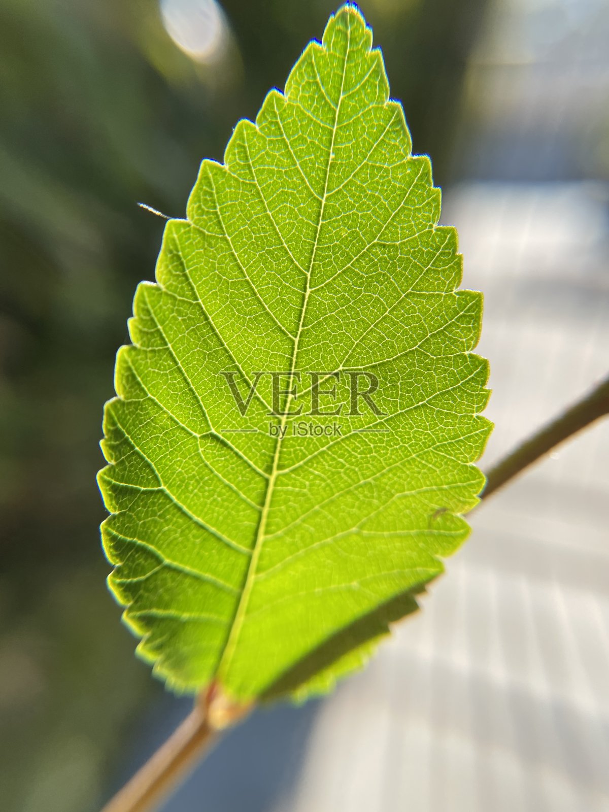 简单的绿叶照片摄影图片