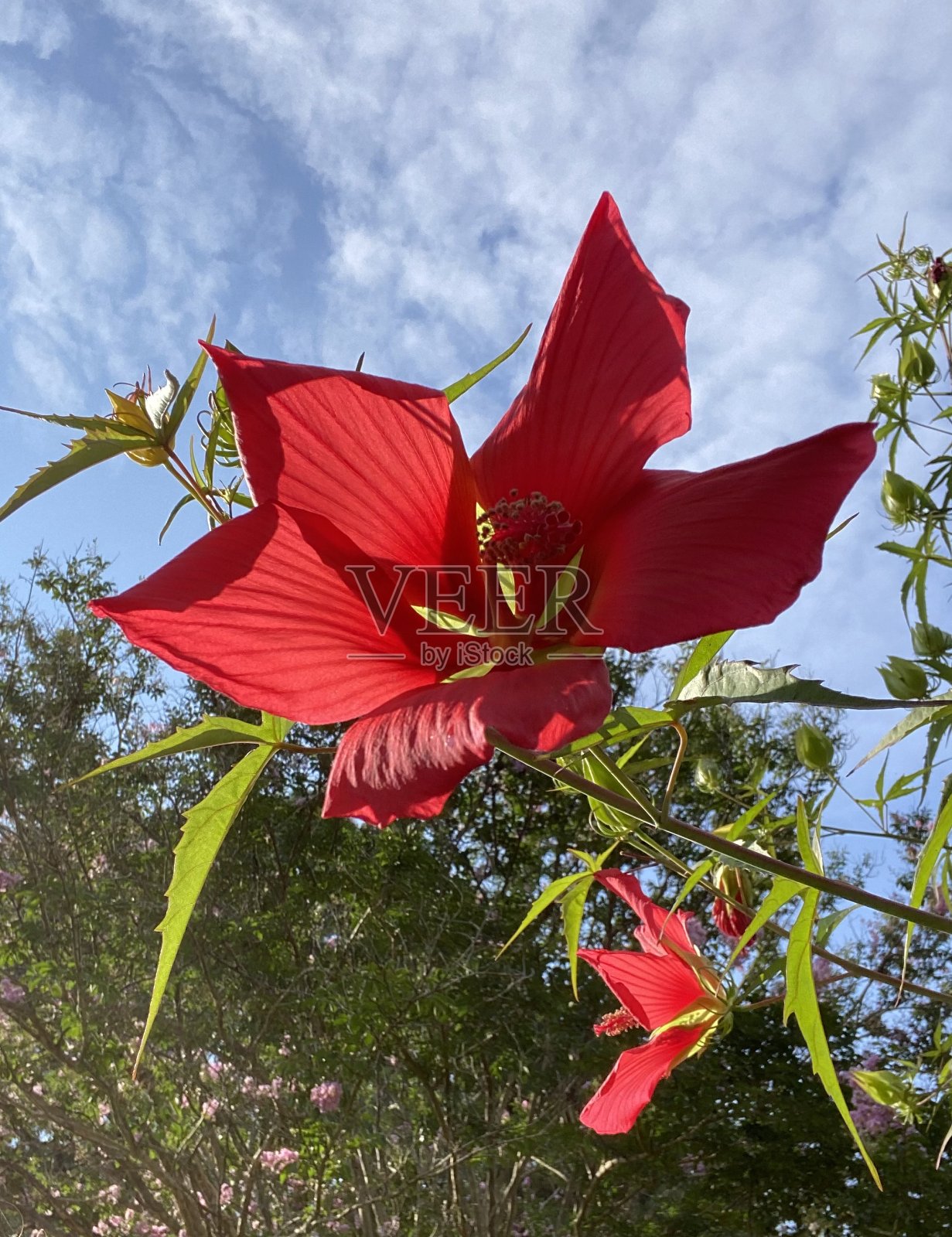 芙蓉湖照片摄影图片
