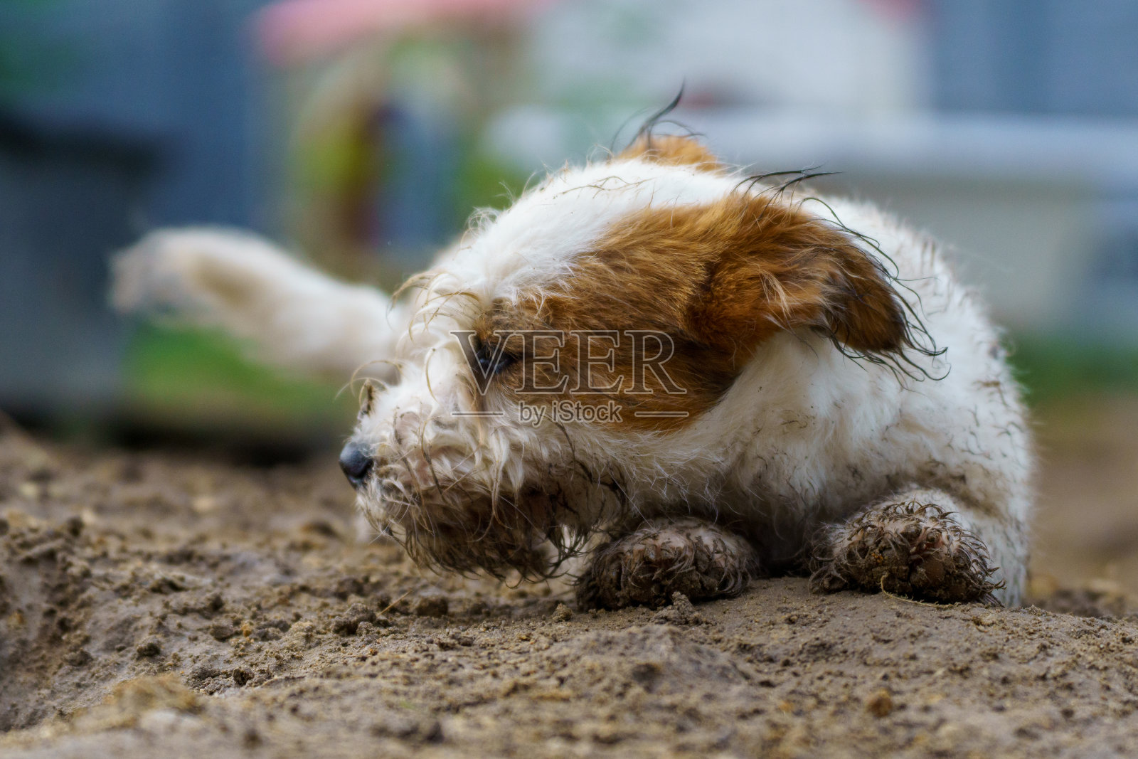 可爱的小狗,脏兮兮的照片摄影图片