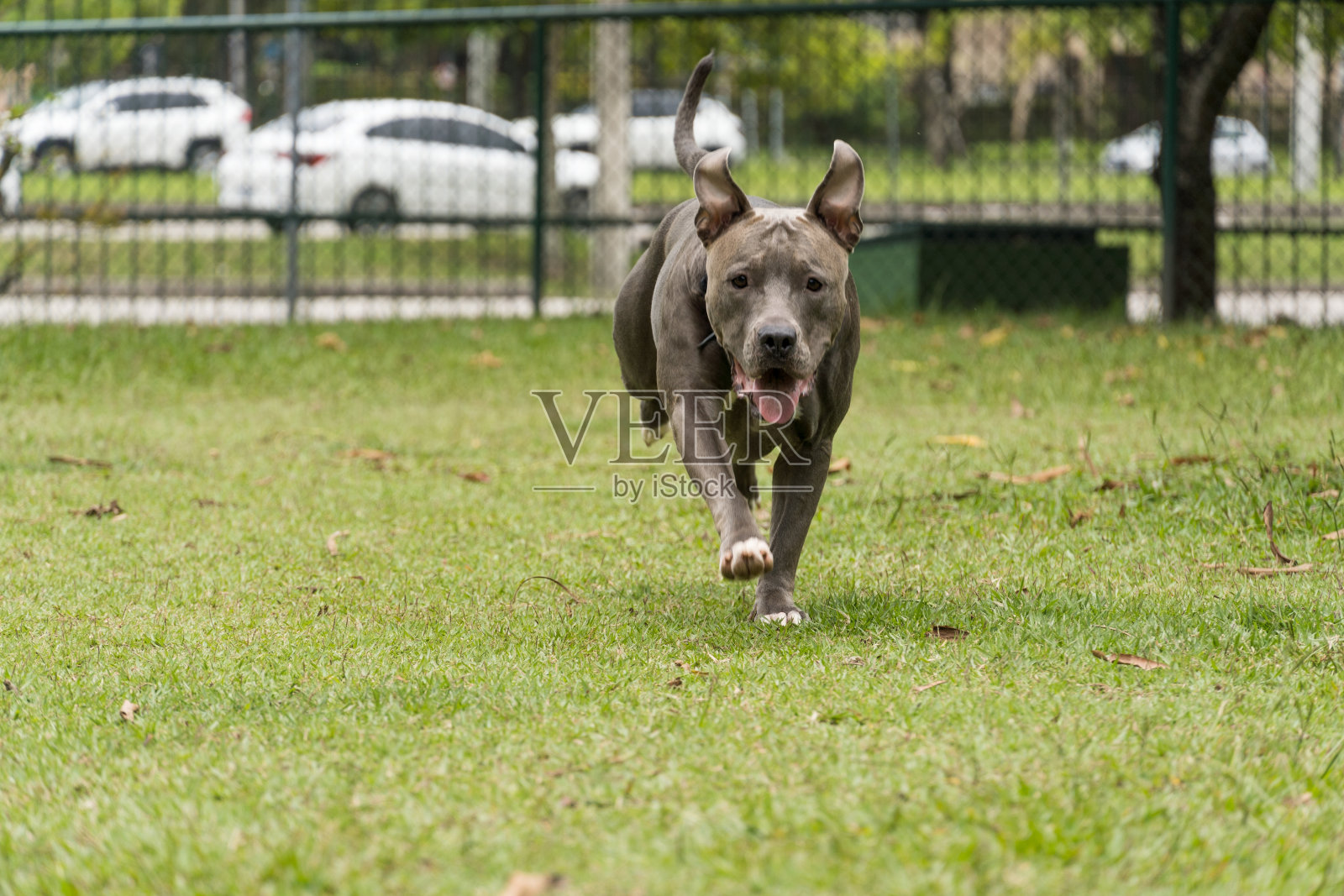 斗牛犬在公园里玩得很开心。有选择性的重点照片摄影图片