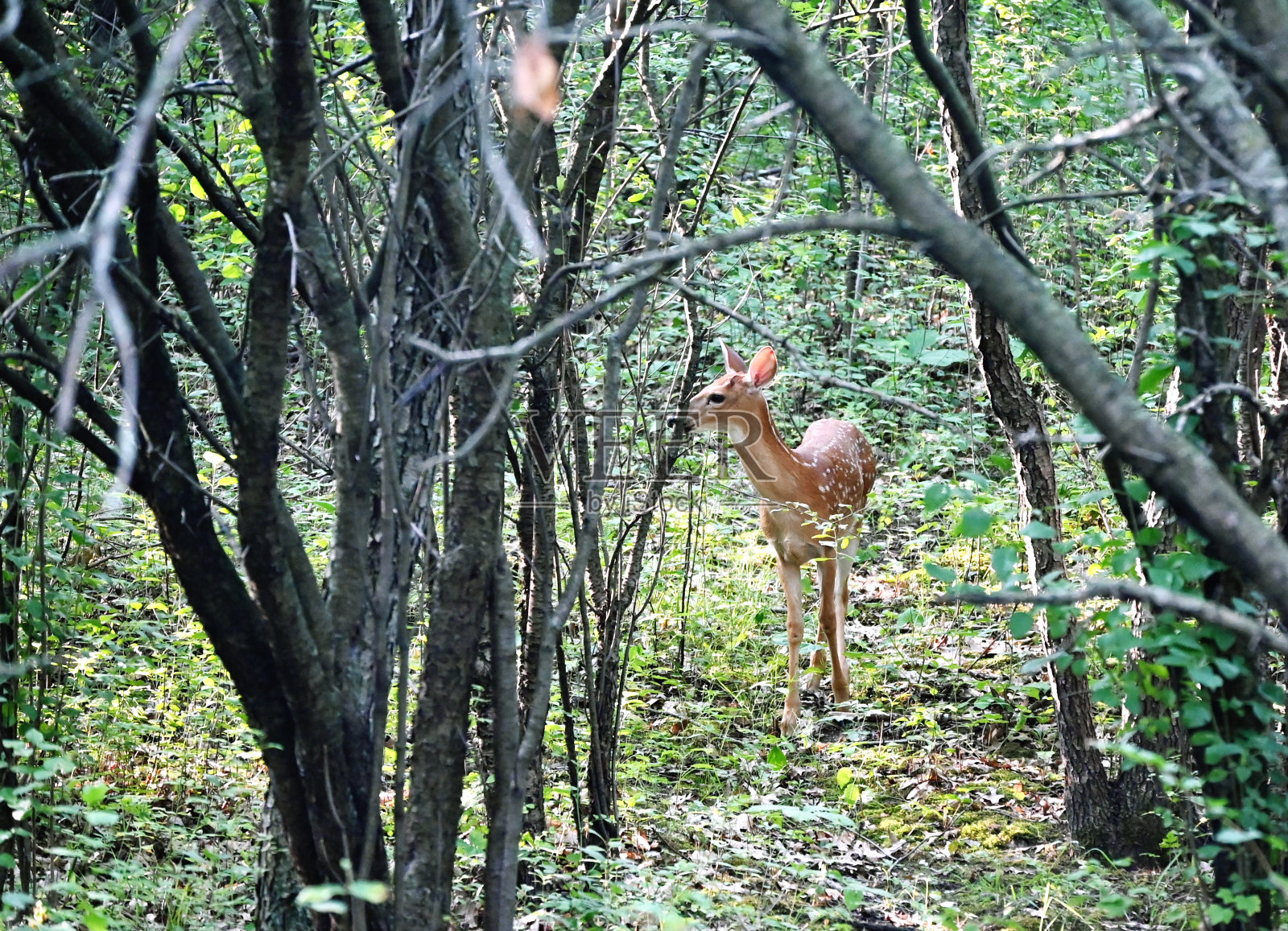 森林里的小鹿照片摄影图片