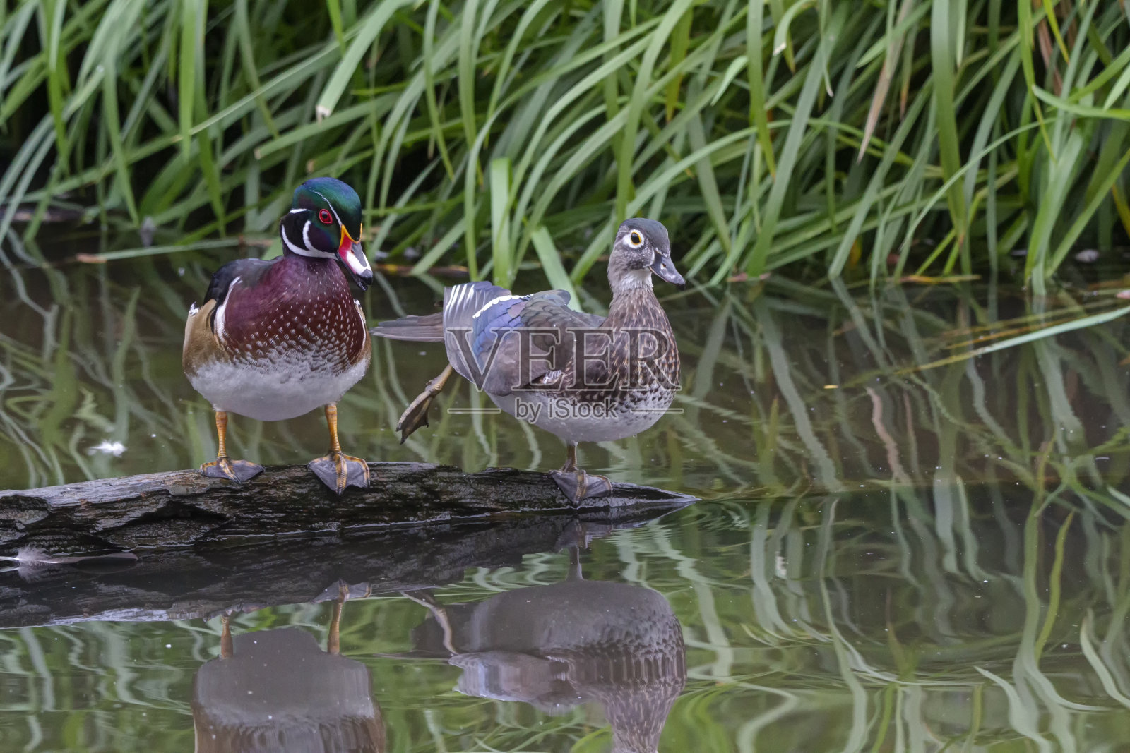 一对木鸭栖息在湖水中的一棵死树上照片摄影图片