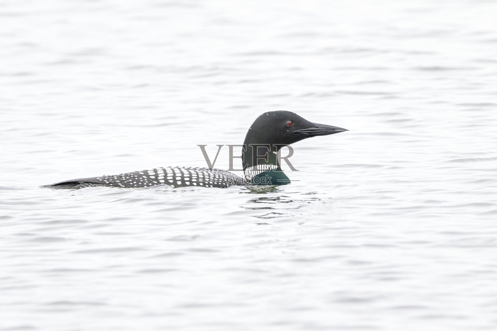 在水中游泳的普通潜鸟照片摄影图片