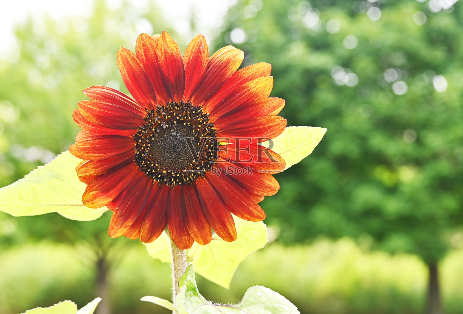橙色的向日葵照片摄影图片