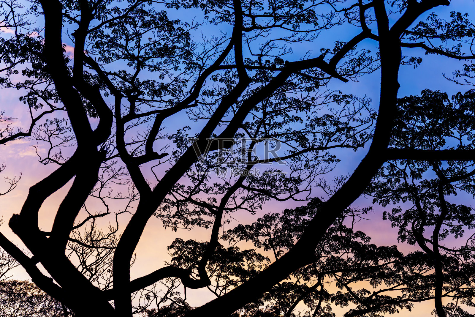 树木黑色silhuette照片摄影图片