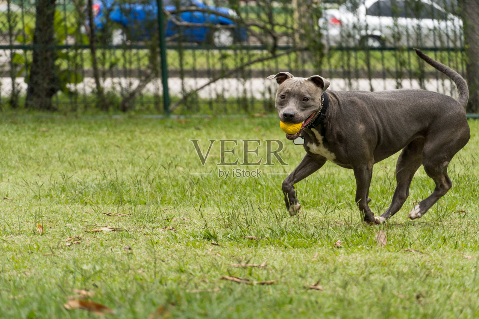 斗牛犬在公园里玩得很开心。有选择性的重点照片摄影图片