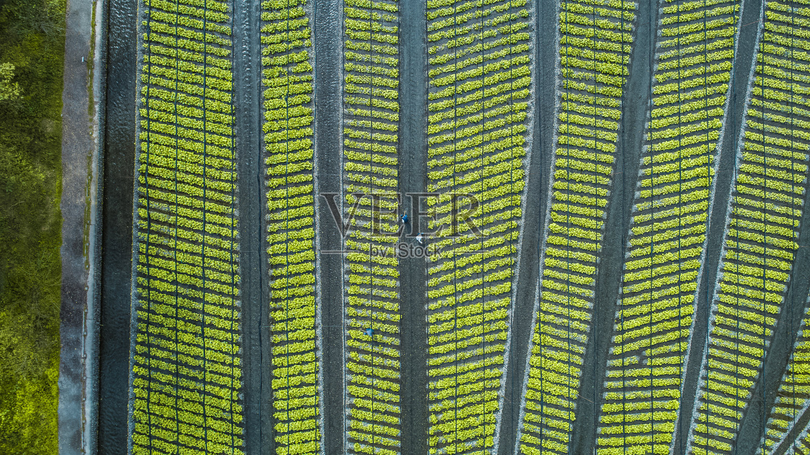 无人机拍摄的大雄芥末农场。Azumino日本长野照片摄影图片