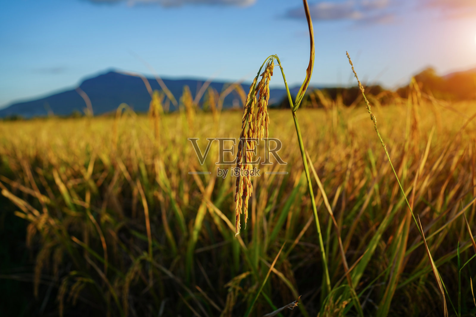 种有圆锥花序的稻田照片摄影图片