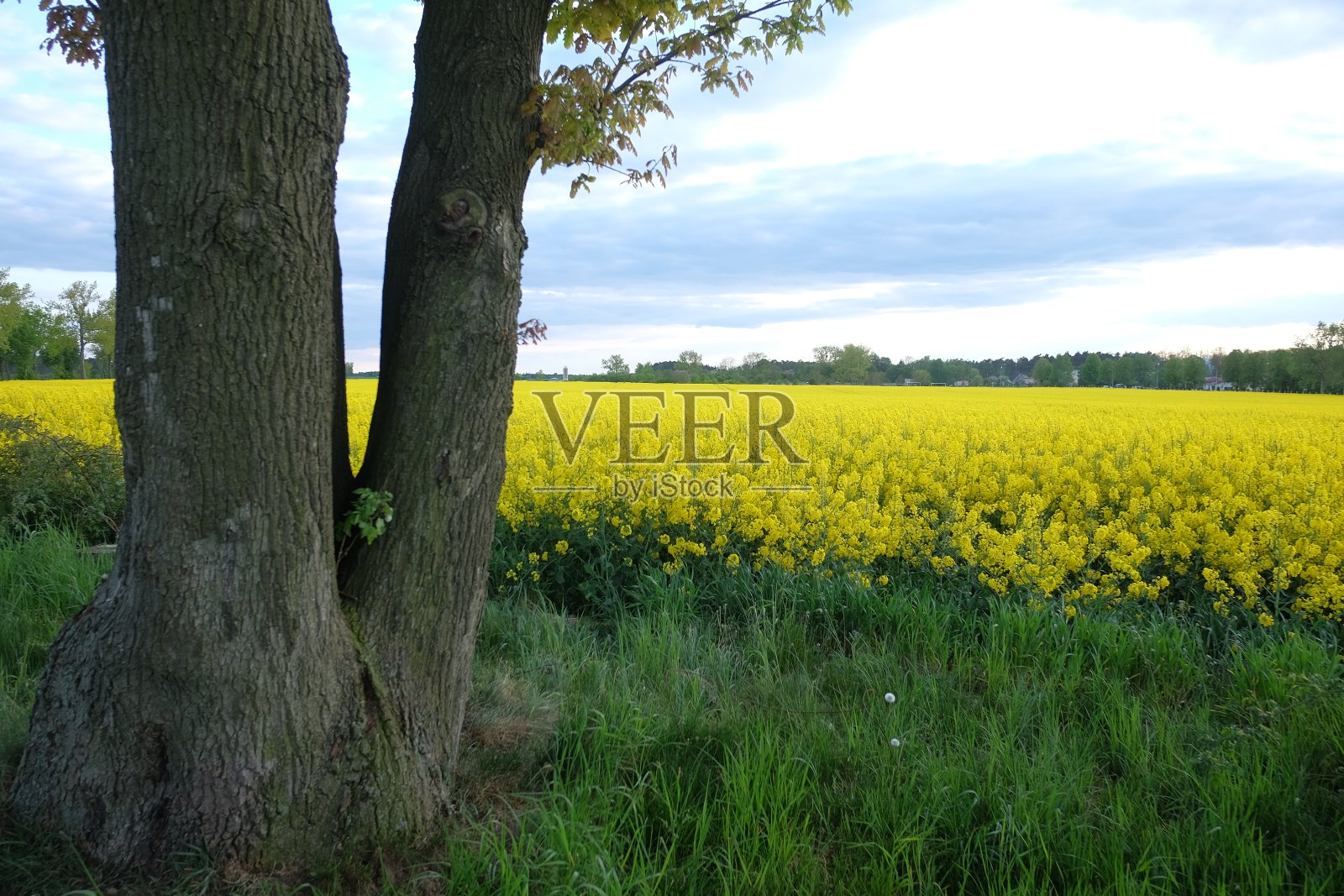 波兰。春天的油菜田。蓝天白云,绿树成荫照片摄影图片