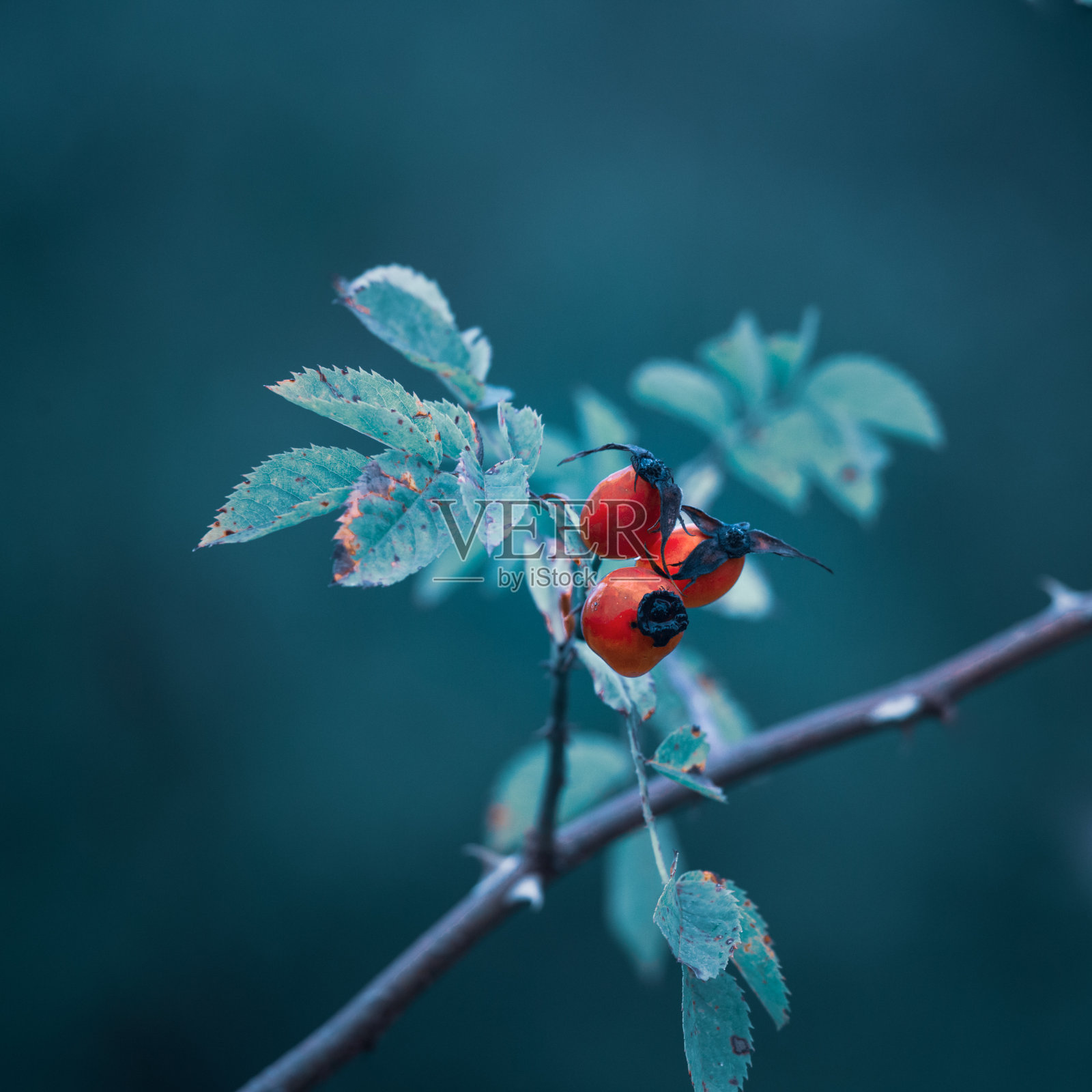 一丛美丽的野生玫瑰,红色的果实生长在秋天的森林里。照片摄影图片