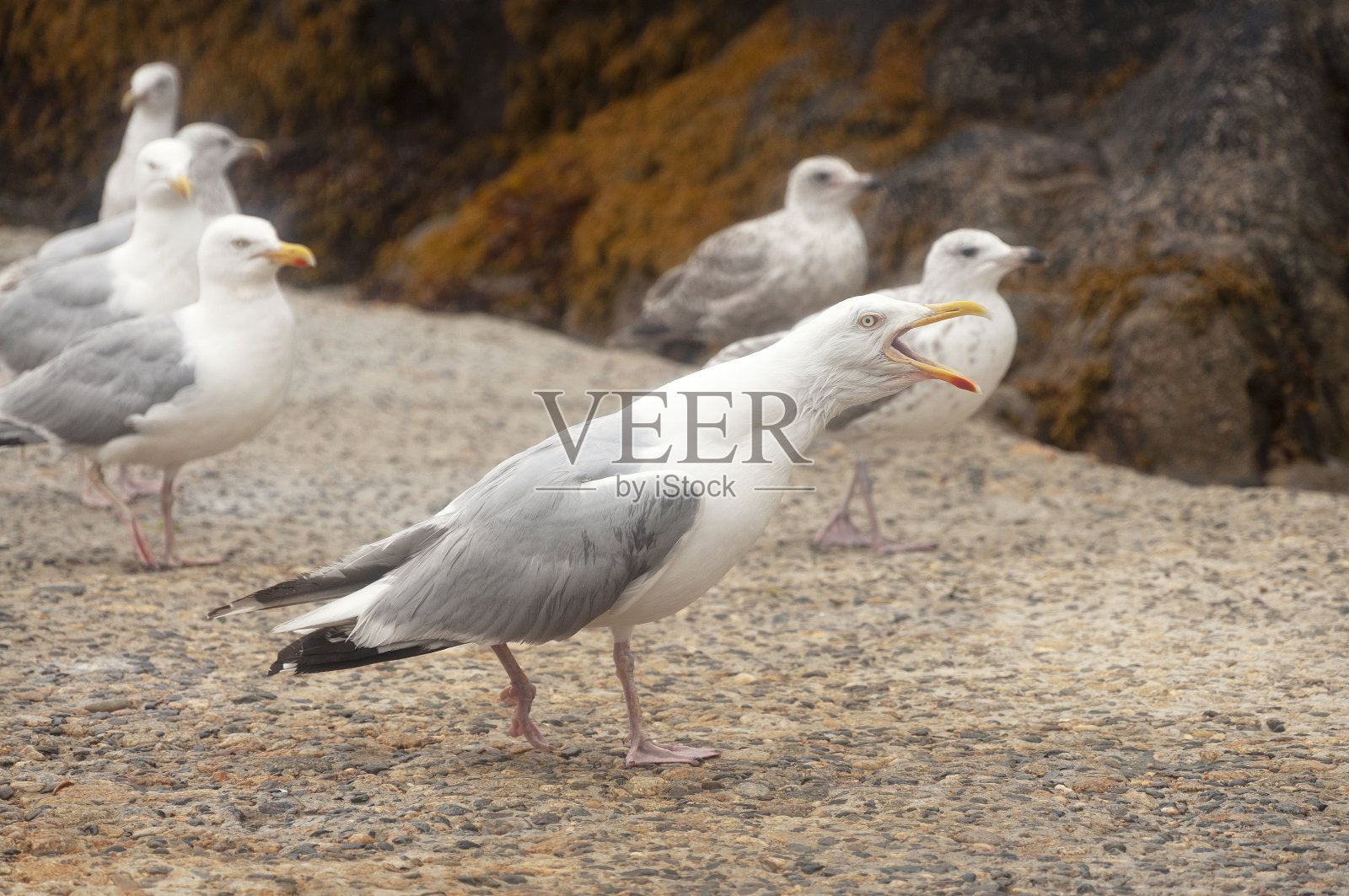 乌桑岛的海鸥照片摄影图片