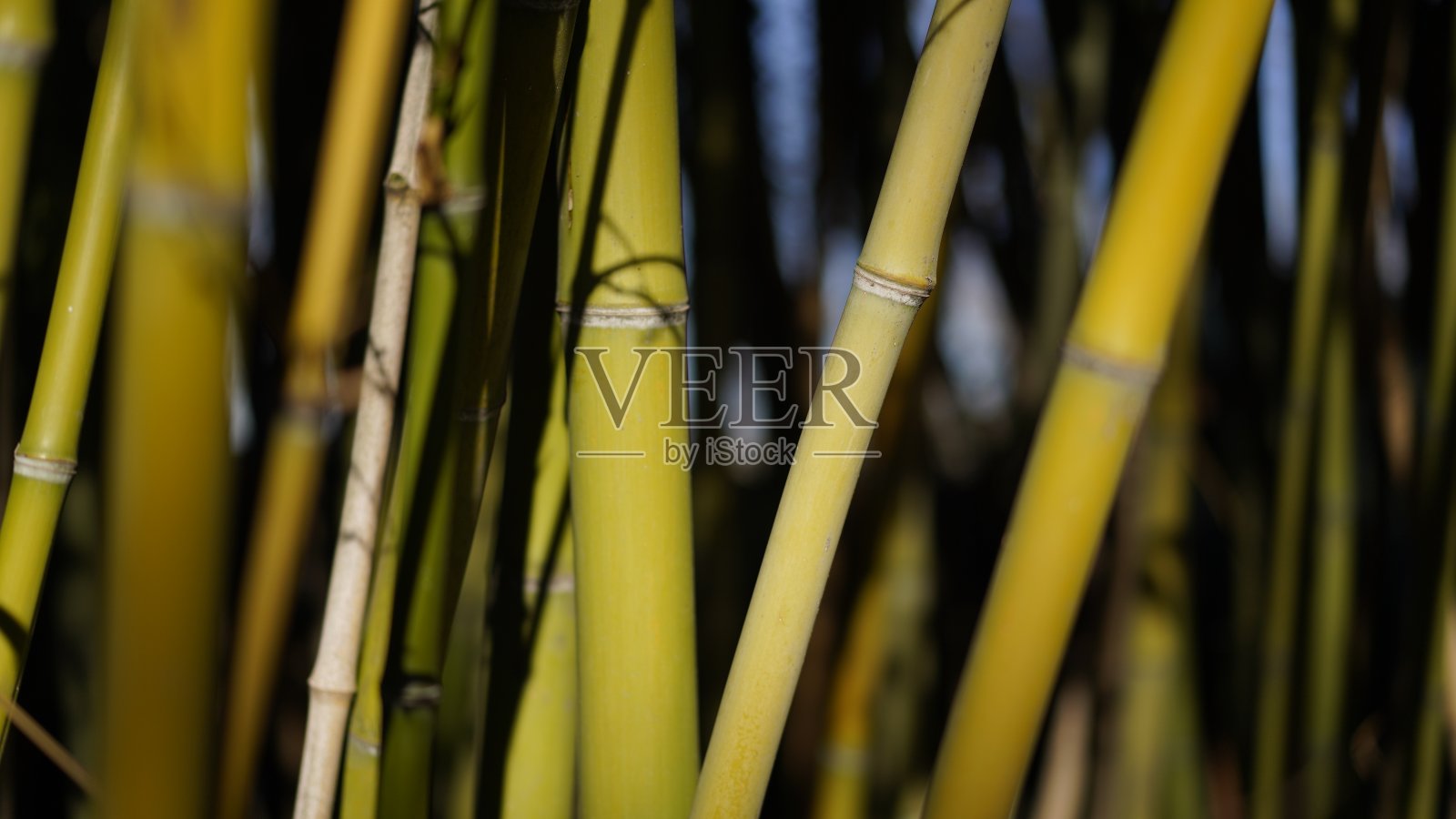 植物区系照片摄影图片