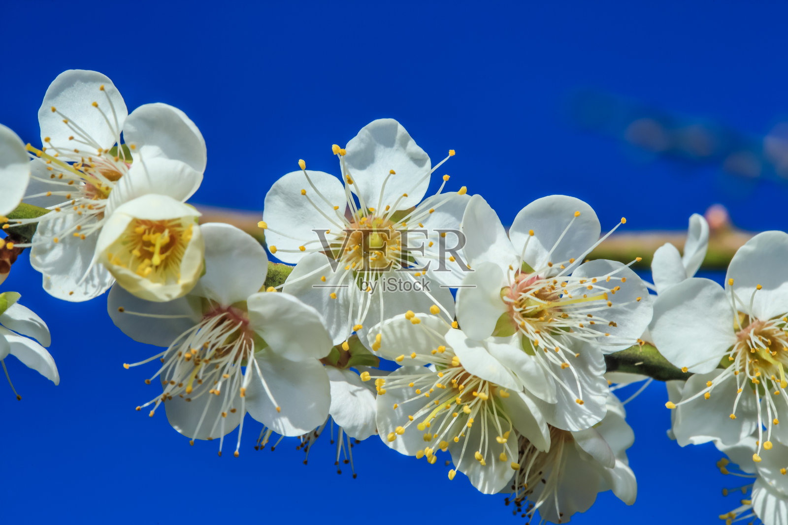 白色的梅花照片摄影图片