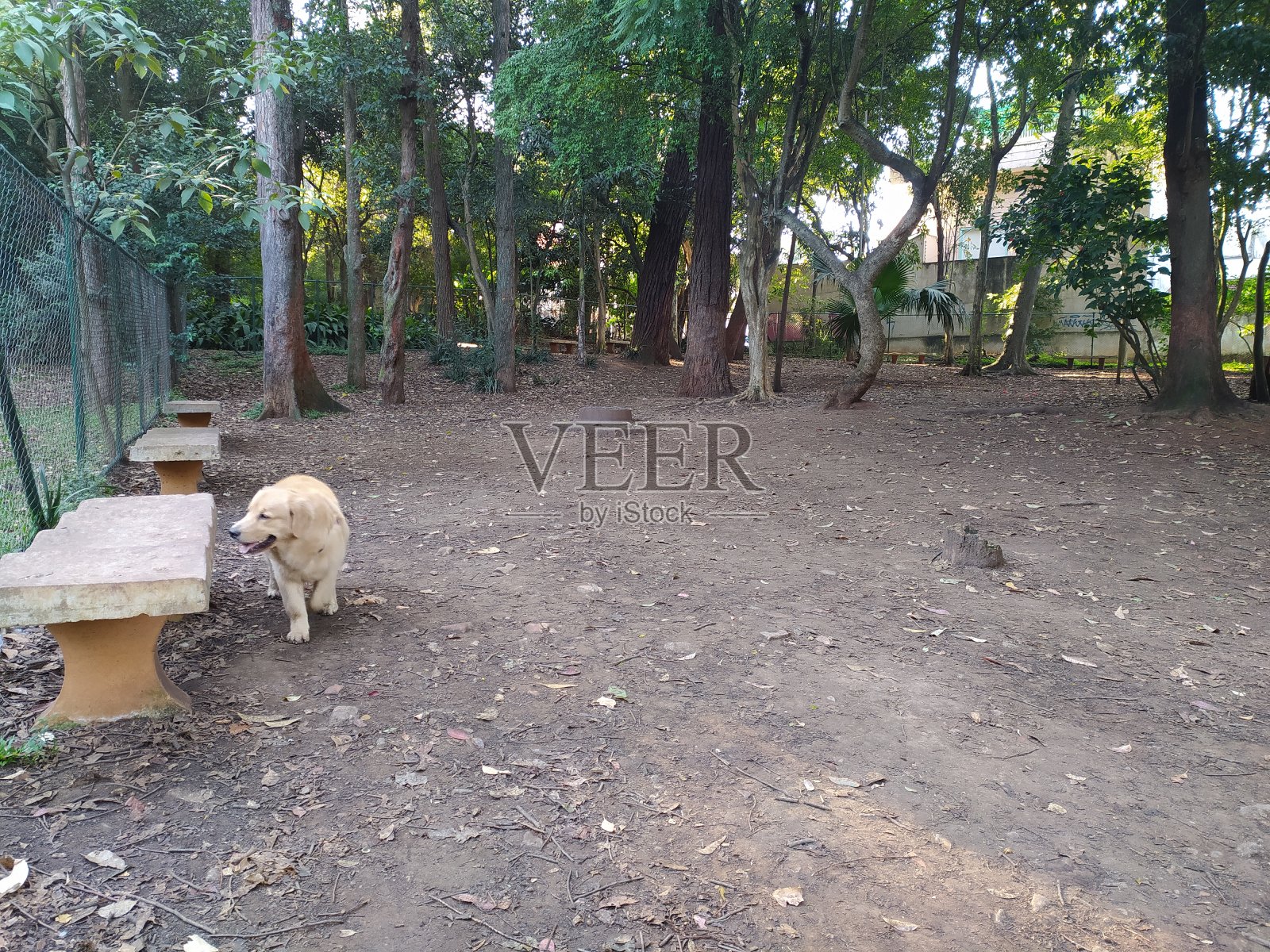 在阿克利马奥公园的无狗区,一只金毛寻回犬在狗狗奔跑的地方玩耍照片摄影图片