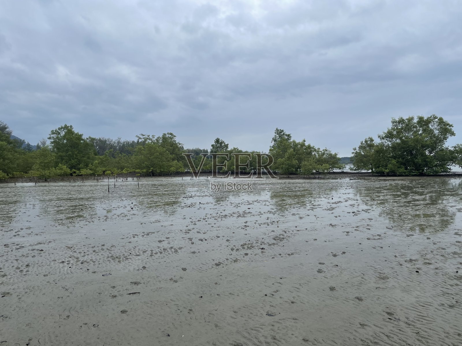 红树林生长在低氧土壤的地区,那里缓慢的水流允许细小的沉积物积累。红树林只生长在热带和亚热带地区。照片摄影图片
