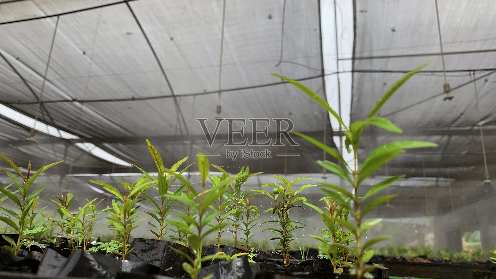 洒水喷头喷雾照片摄影图片