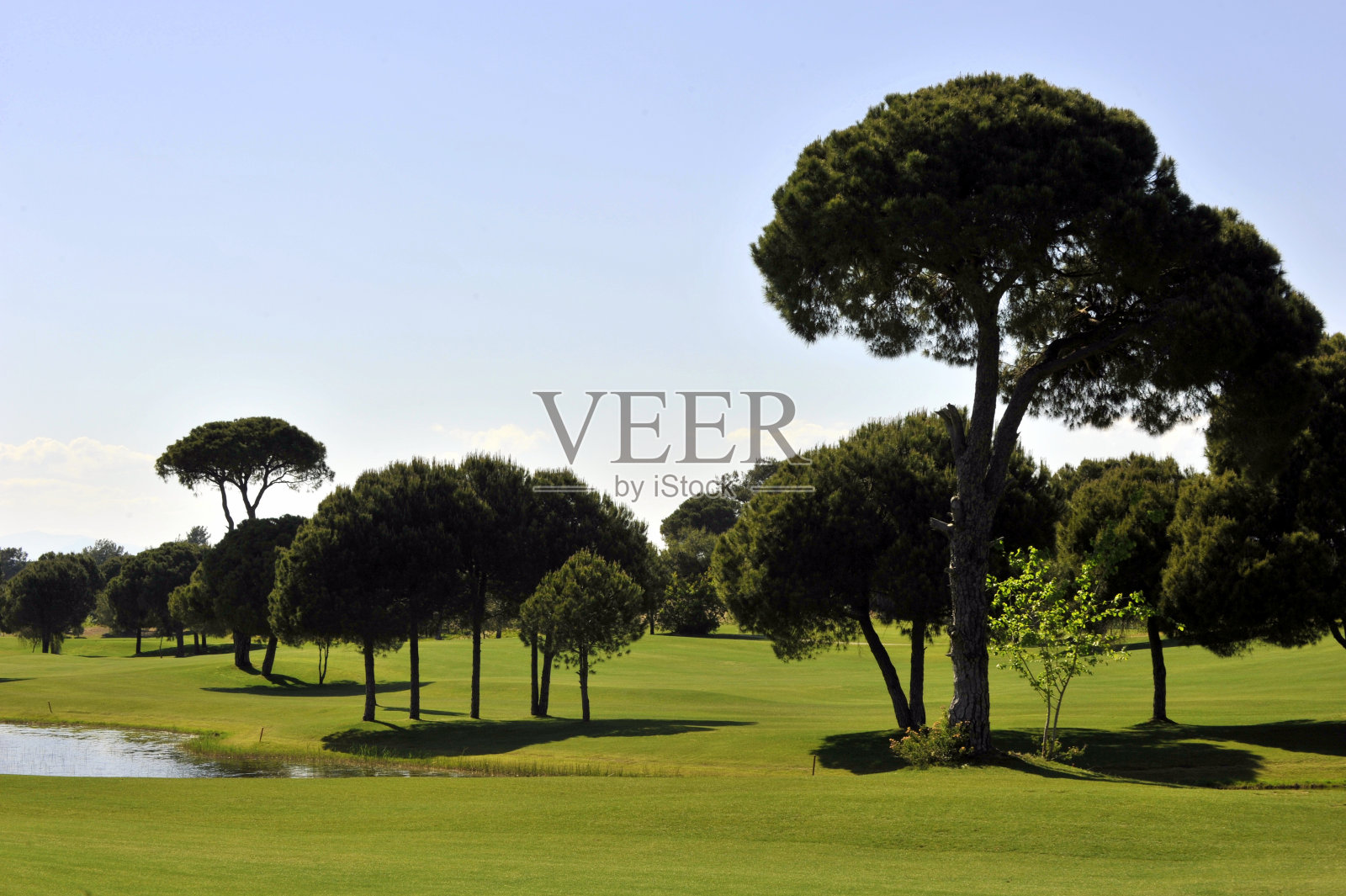 森林照片摄影图片