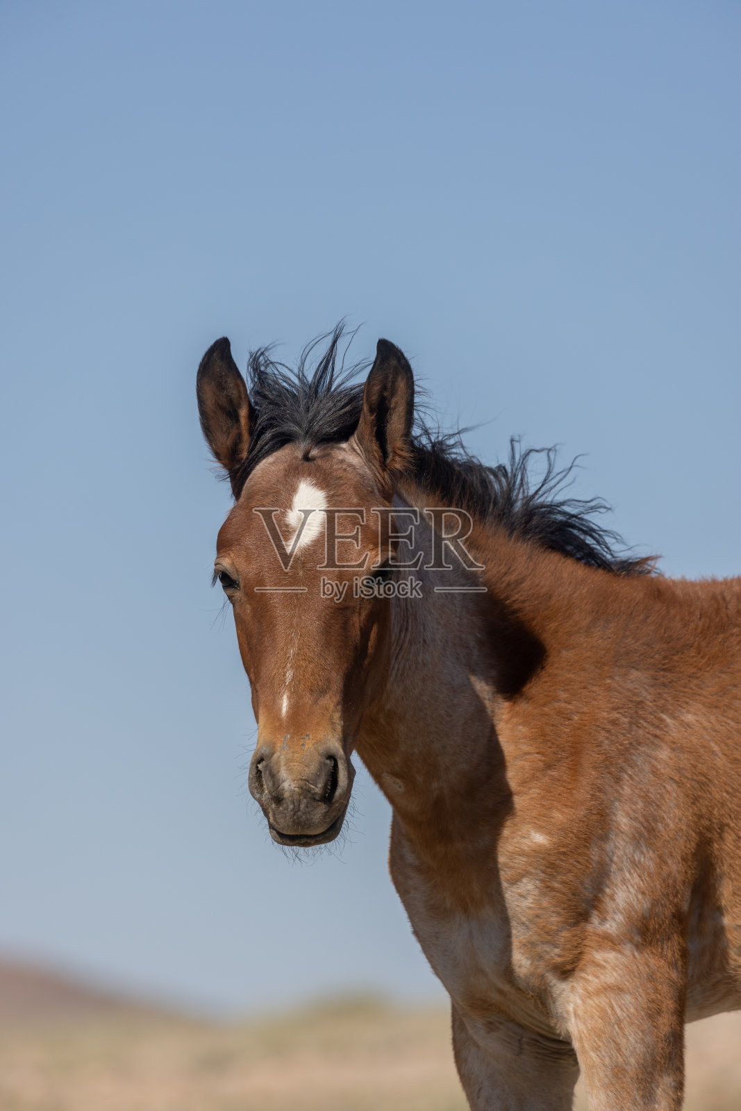 犹他州可爱的野马驹照片摄影图片