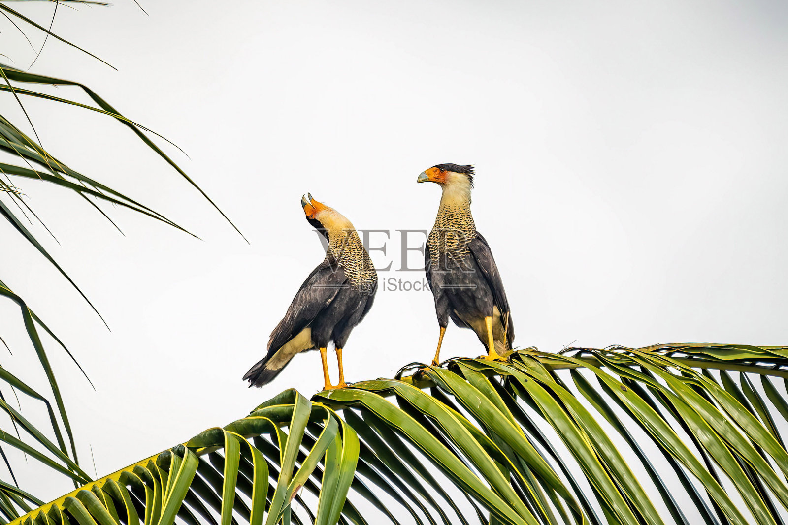 一对美丽的冠羽卡拉卡拉鸟一起在棕榈树上照片摄影图片