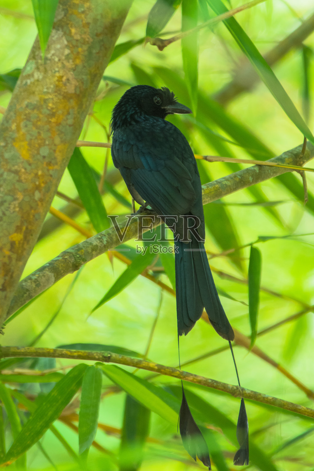 更大的球拍尾飞龙,天堂迪克鲁照片摄影图片